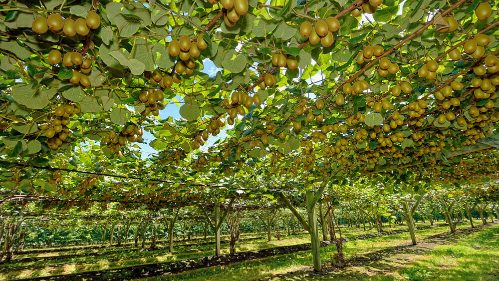 RSE_Management_Nat_Bond_Consulting